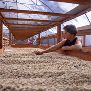 Washed Catuai - Gloria Rivas kaffe från Nicaragua - Kafferäven - Single Origin Coffee