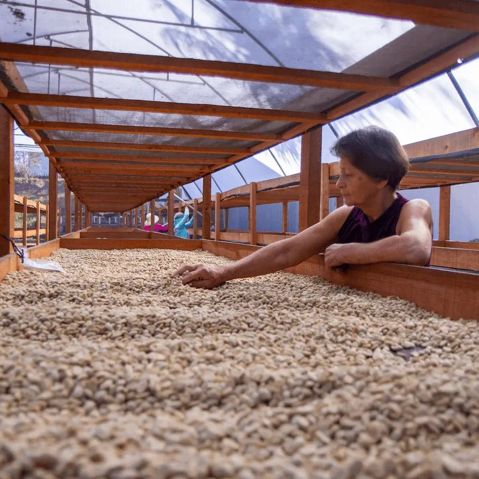 Washed Catuai - Gloria Rivas kaffe från Nicaragua - Kafferäven - Single Origin Coffee