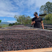 Yemerson - kaffe från Costa Rica - Kafferäven - Single Origin Coffee