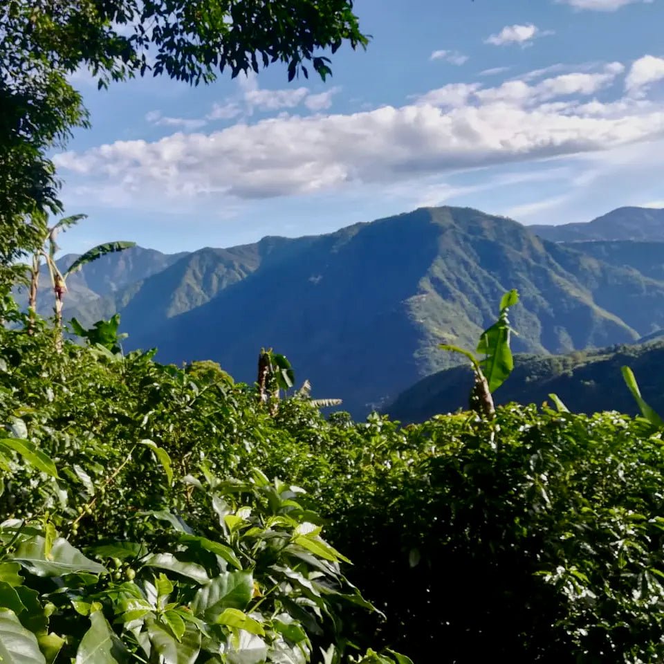 Yemerson - kaffe från Costa Rica - Kafferäven - Single Origin Coffee