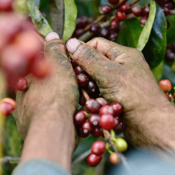 Kafferävens Löpande Kaffeprenumeration - kafferaven - Prenumeration och paket